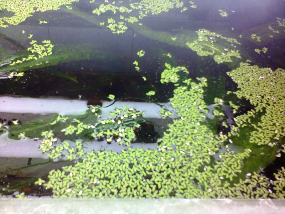 Ряска малая