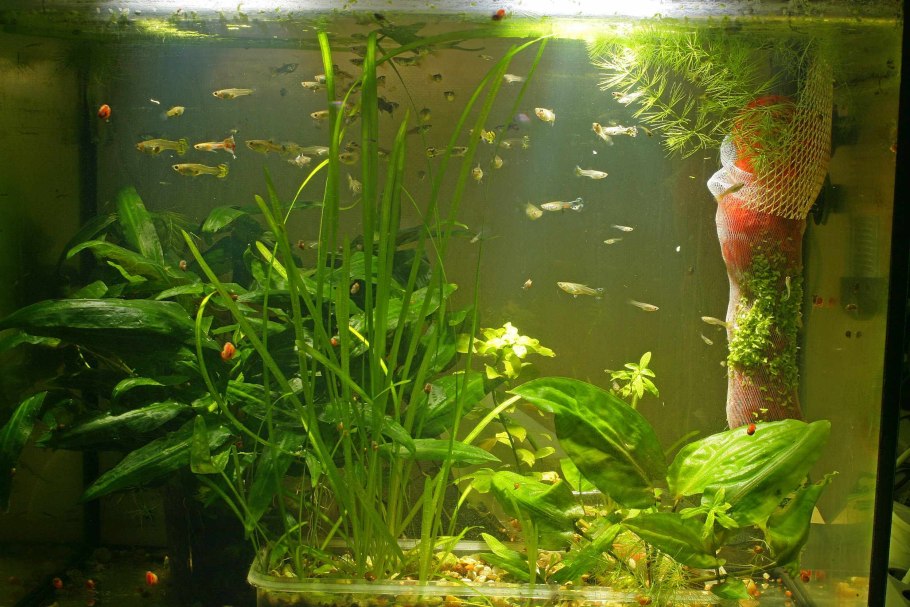 Сальвиния Минима