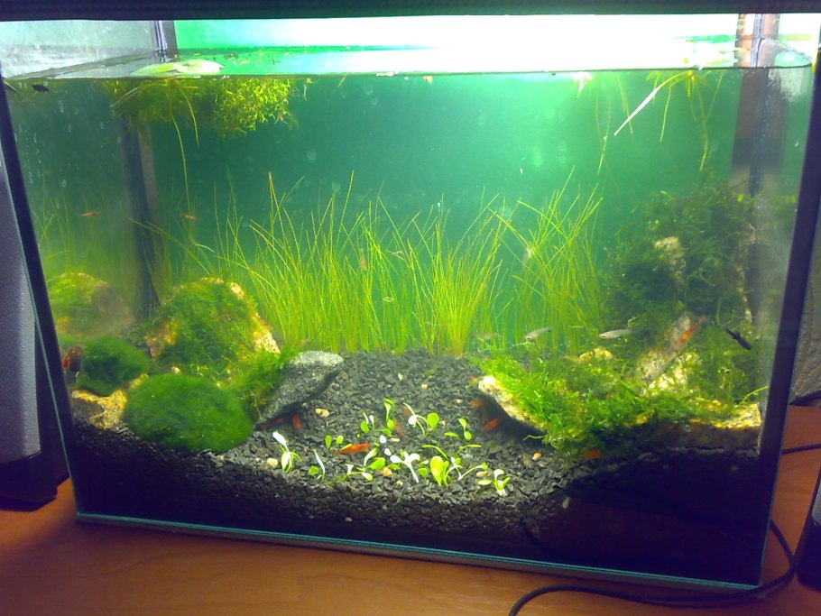 Ряска в гидропонике