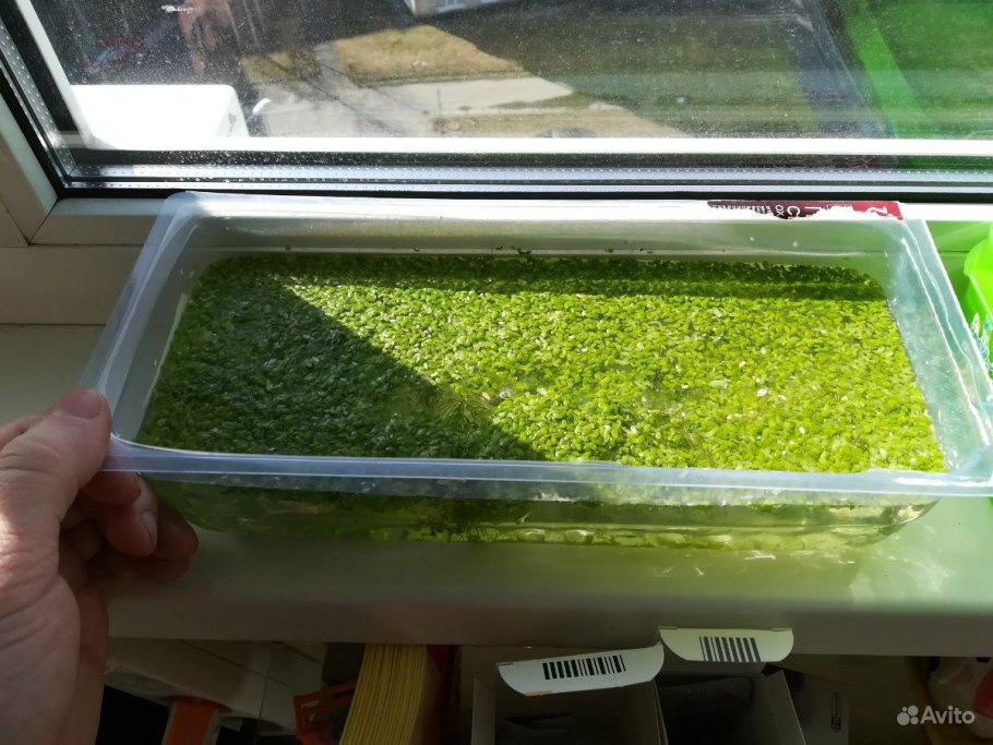 Ряска для аквариума черепашка