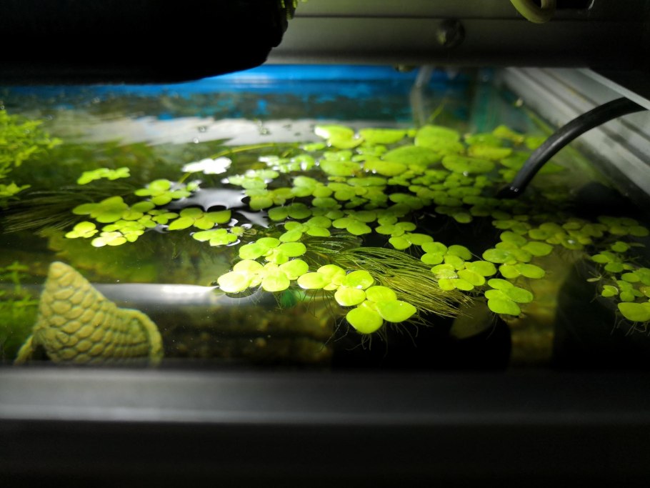 Ряска в аквариуме