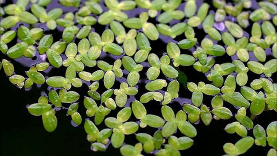 Ряска горбатая (Lemna Gibba l.)