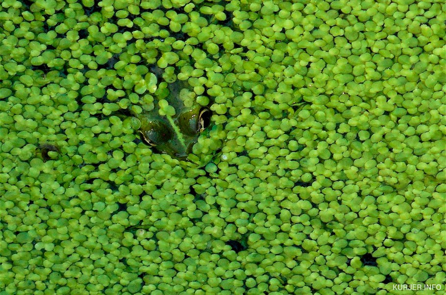 Сальвиния Амазон