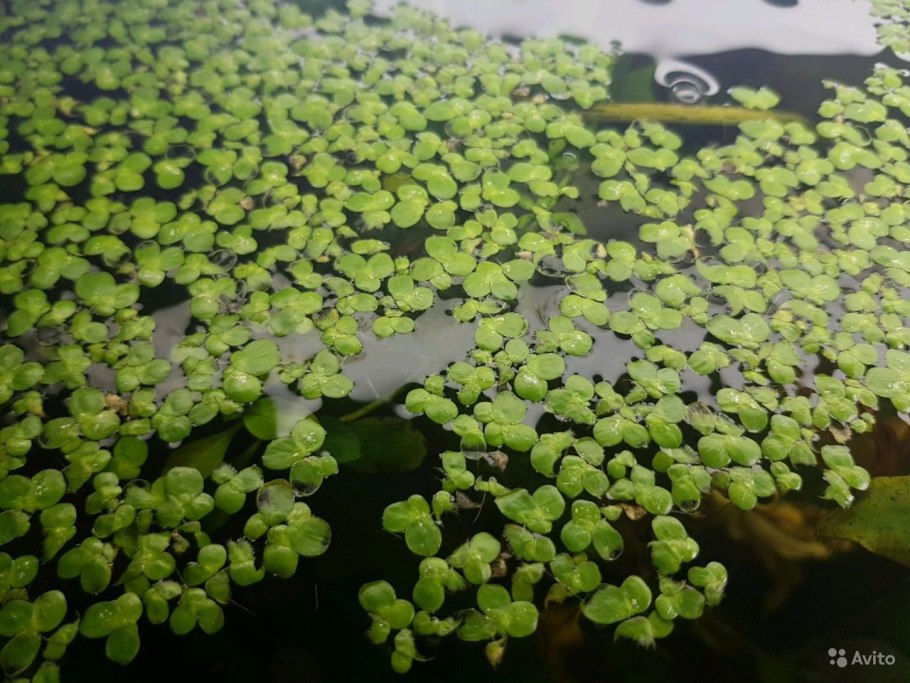 Риччия, пистия растения