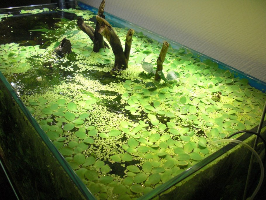 Ряска в аквариуме
