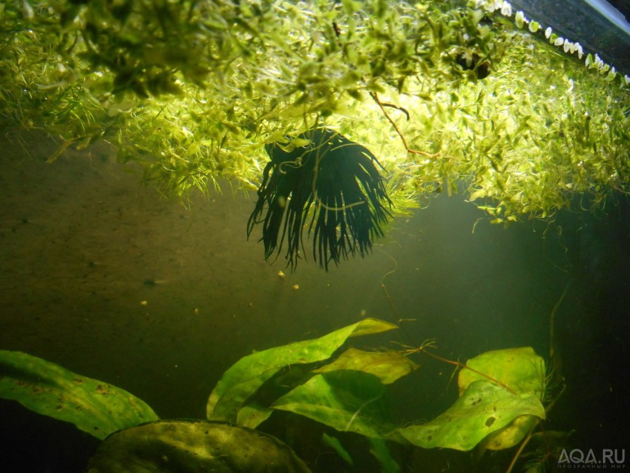 Элодея Ряска