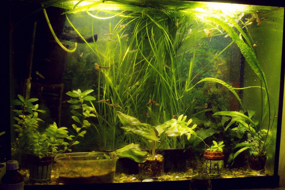 Ряска трехраздельная