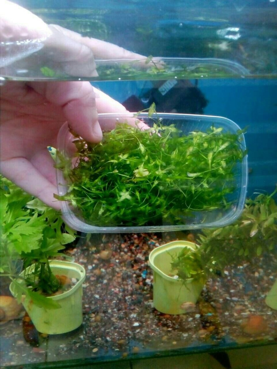 Ряска аквариумная размножение