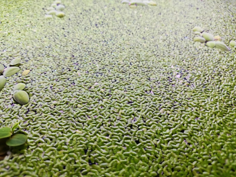 Ряска Болотная