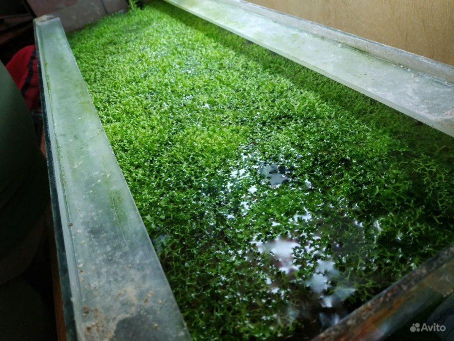 Ряска тройчатая