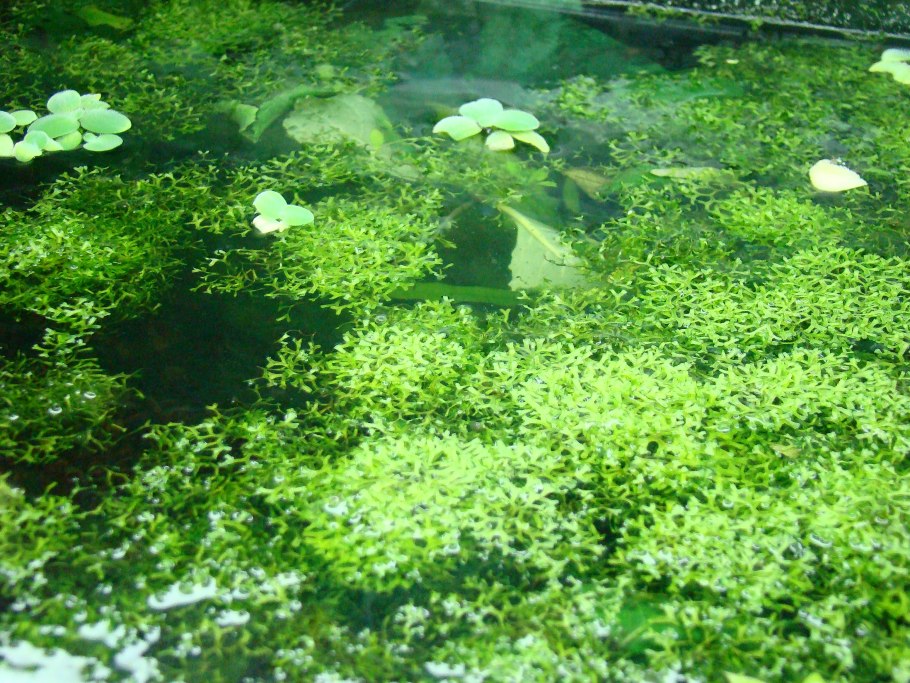 Идеи с роголистником для аквариума