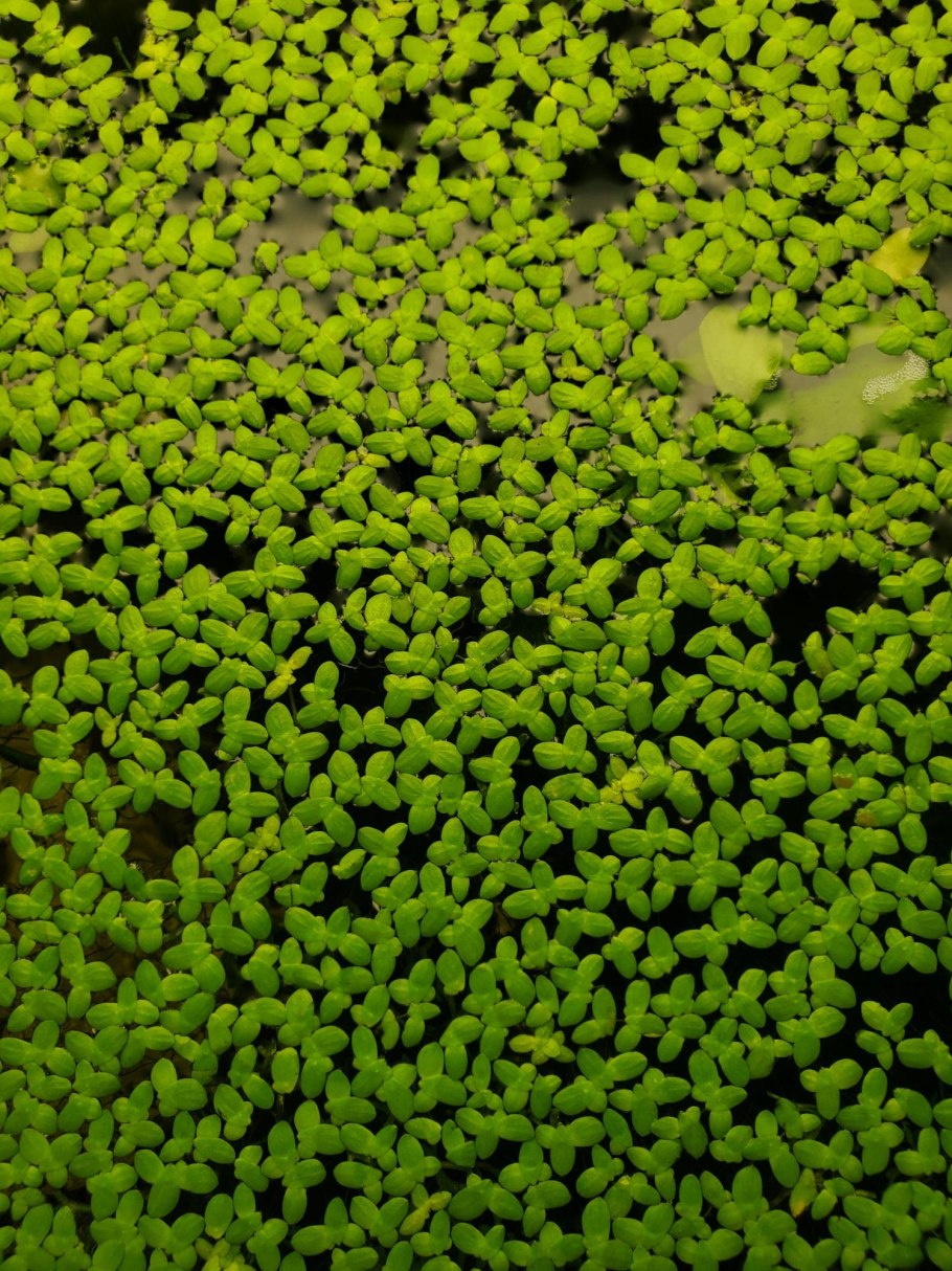 Ряска многокоренник обыкновенный