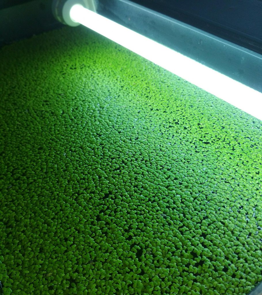 Ряска многокоренник