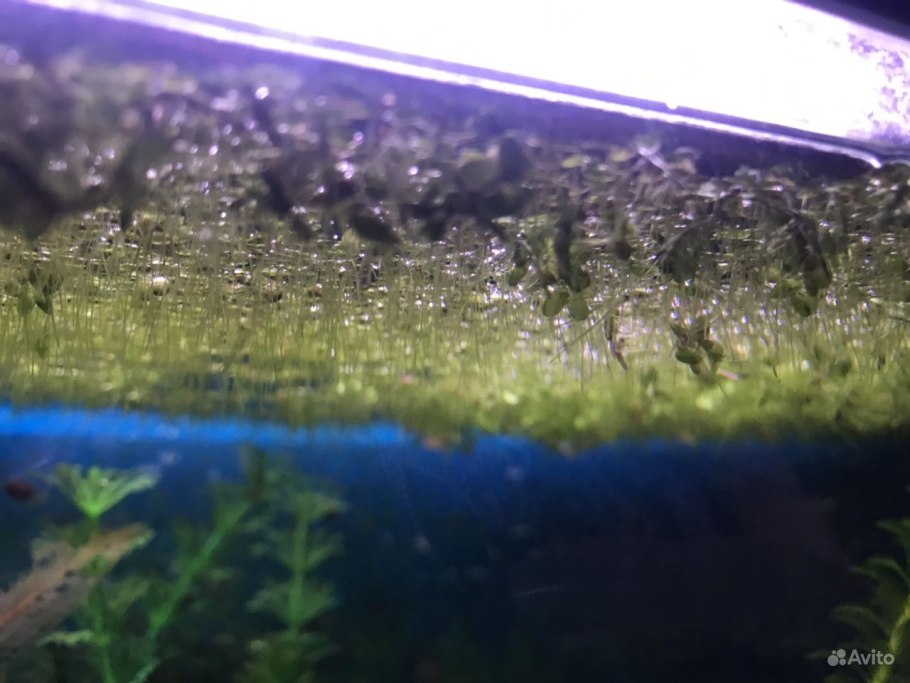 Волффиа аррхиза