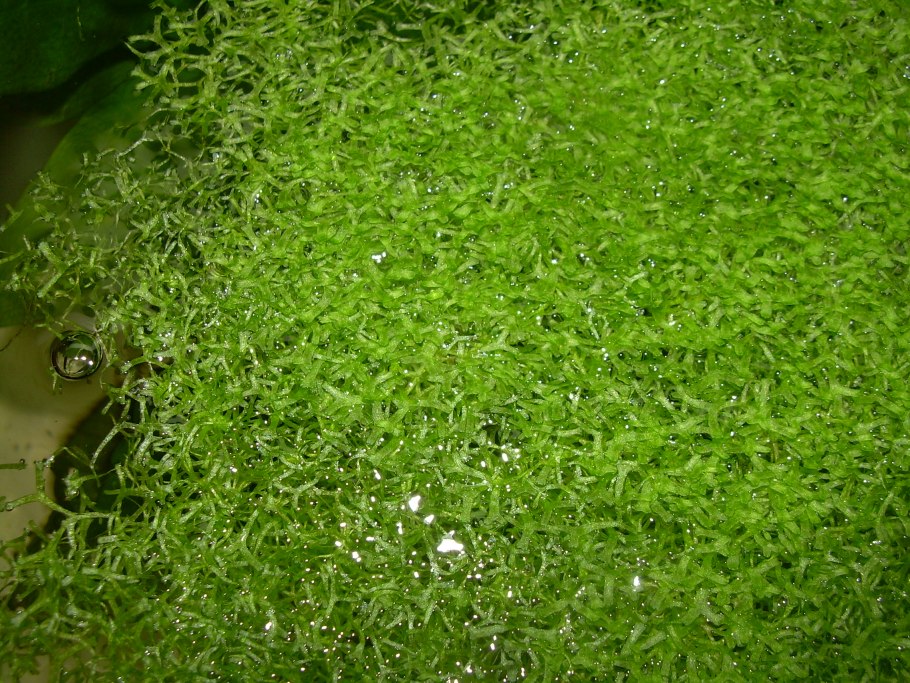 Трава Ряска Болотная