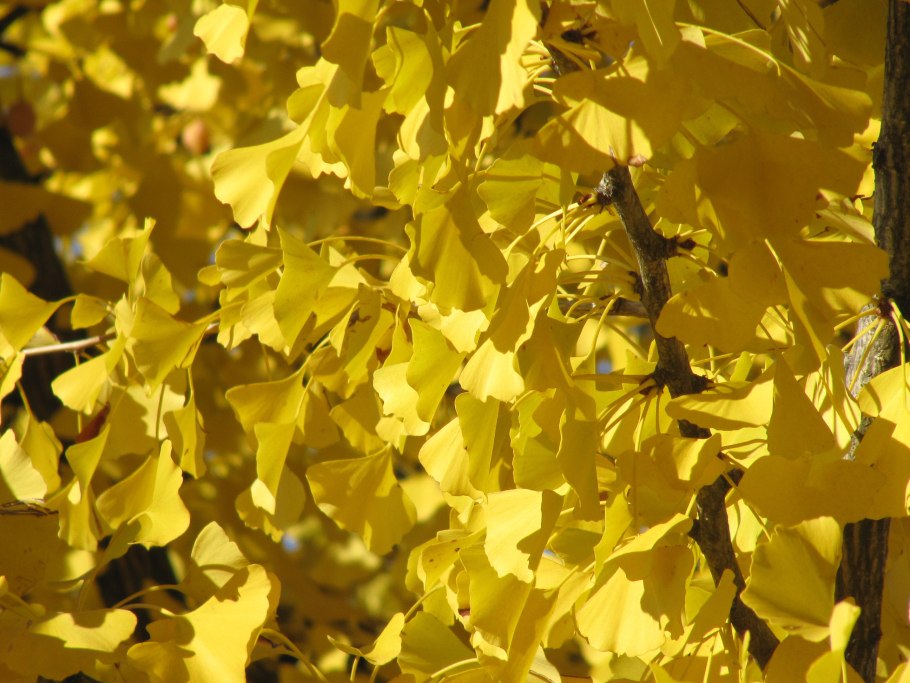 Гинкго двулопастный золотой