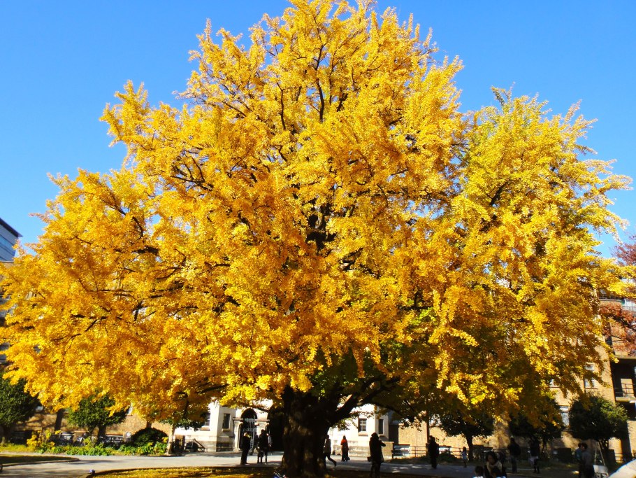 Гинкго билоба желтый