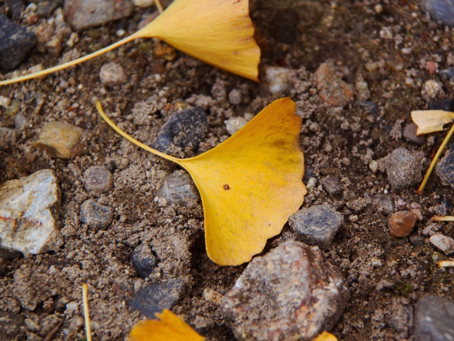Гинкго билоба дерево желтое