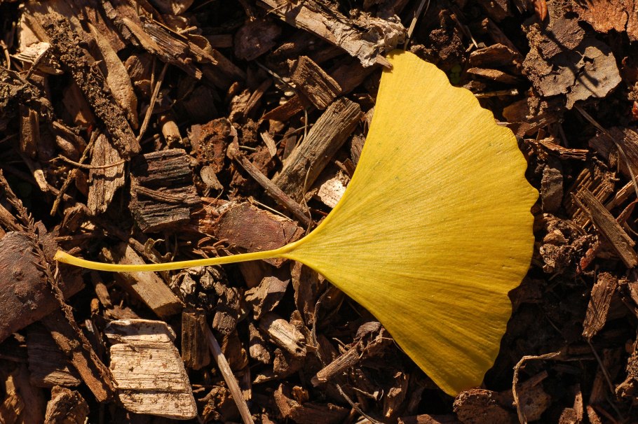 Ginkgo Biloba (гинкго)