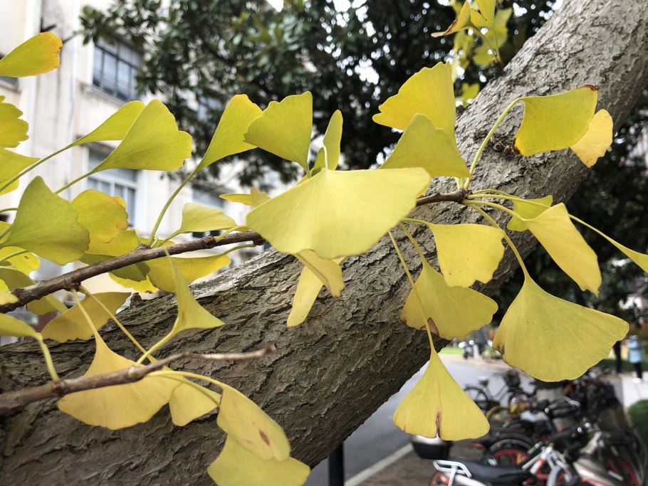 Листья гинкго двулопастного