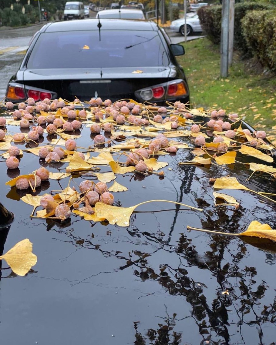Гинкго билоба желтые листья