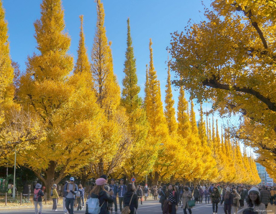 Гинкго билоба листья осень