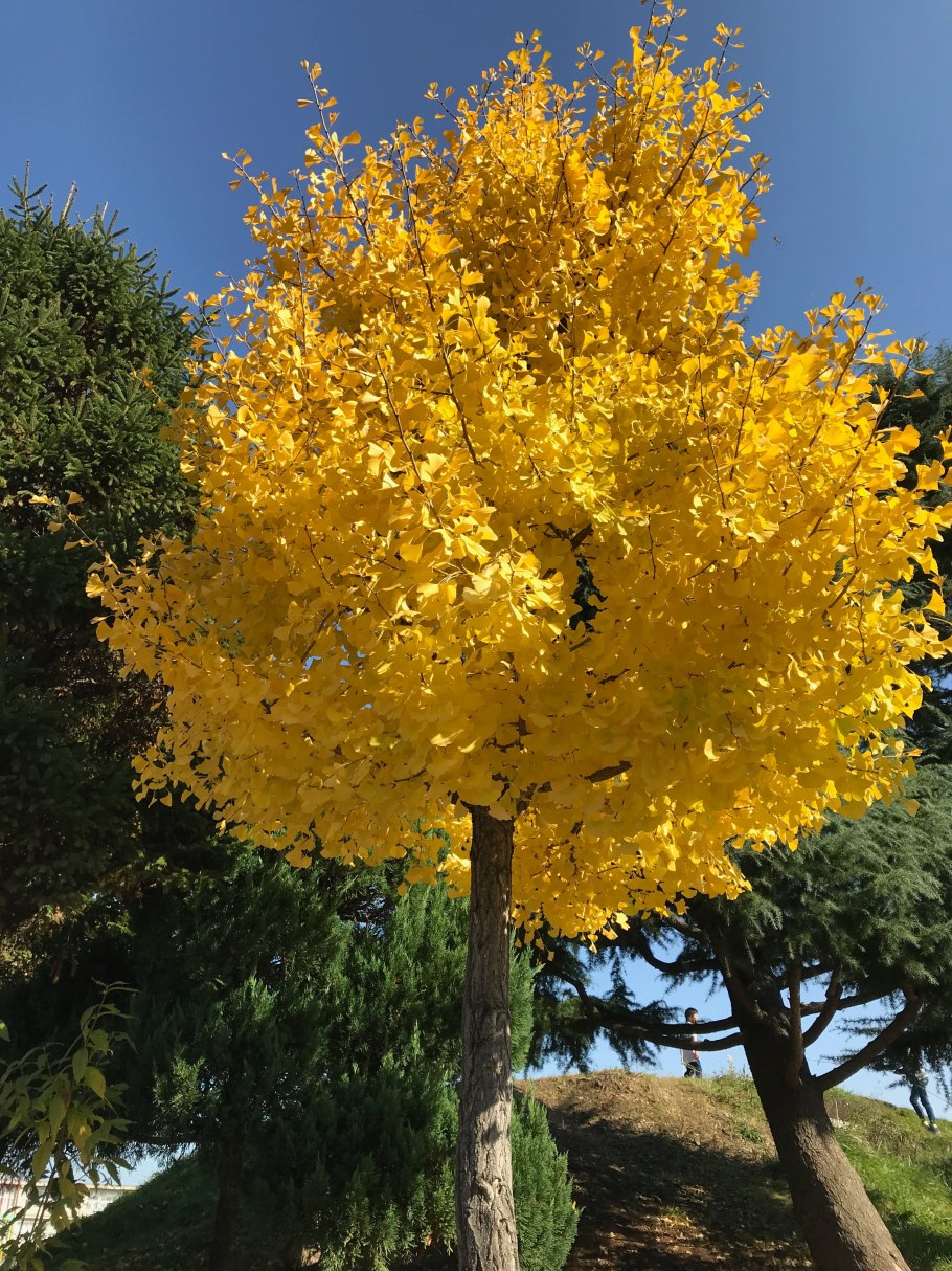 Дерево гинкго листок