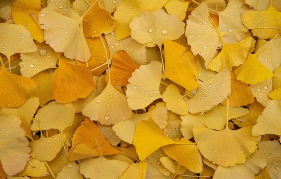 Gingko Yellow Leaf