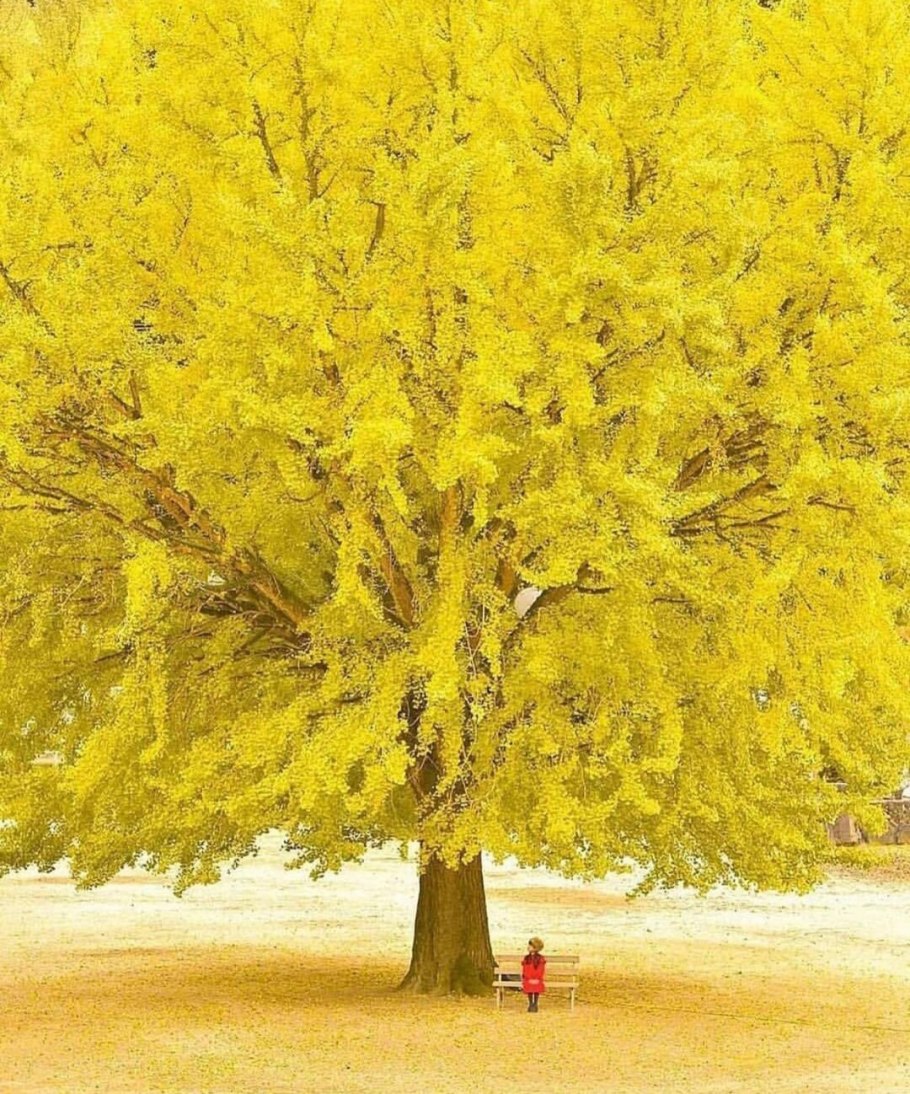 Гинкго Египетский