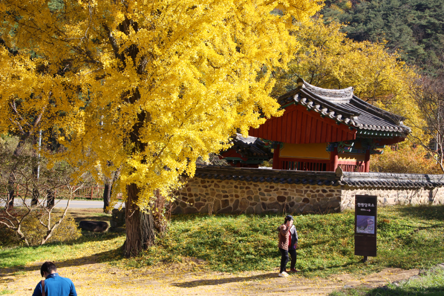 Гинкго желтые листья