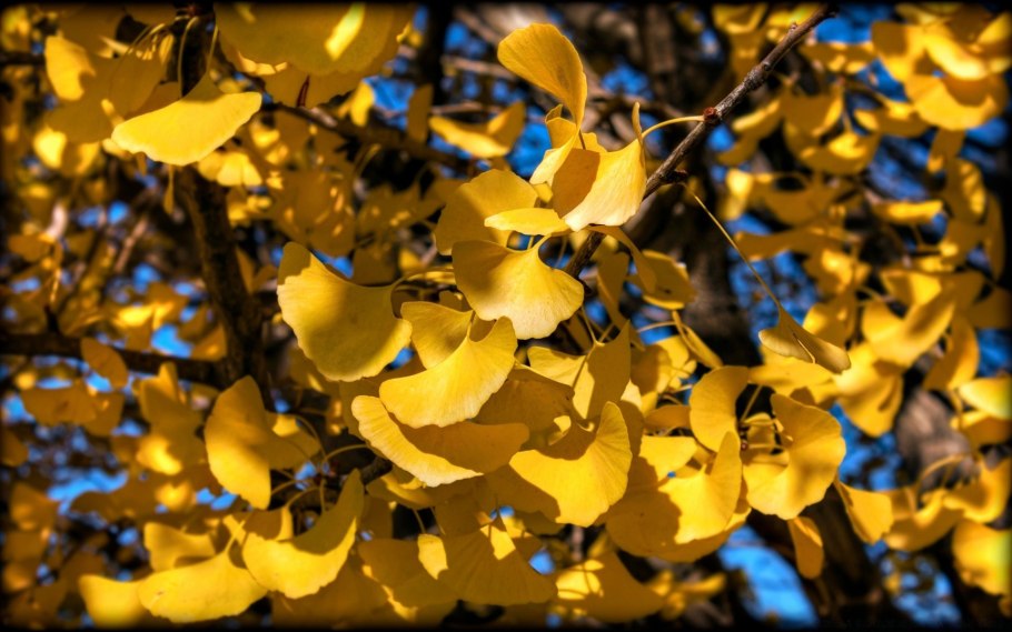 Autumn Ginkgo