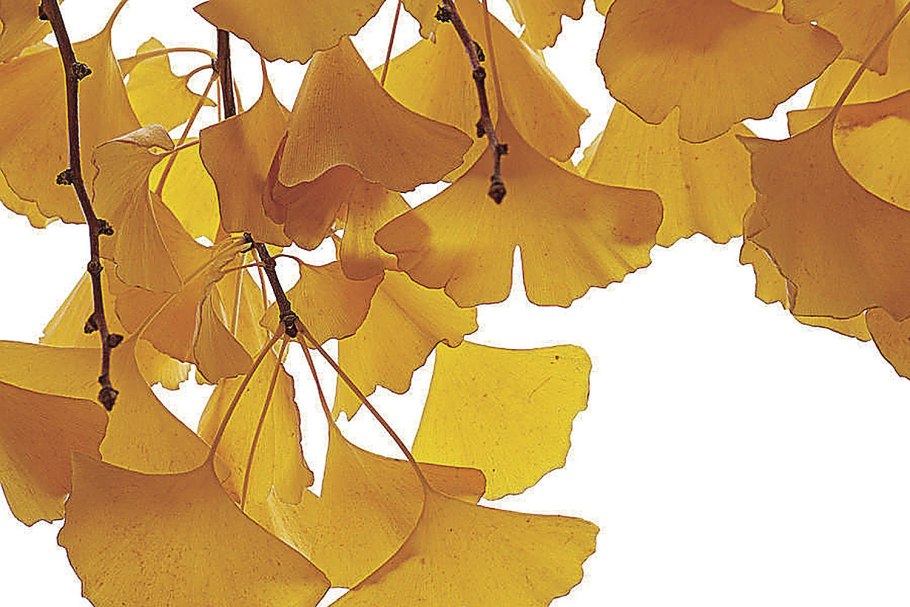 Гинкго дерево желтое