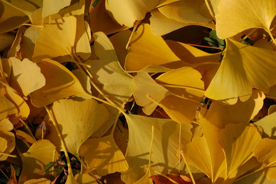 Гинкго билоба дерево цветущее