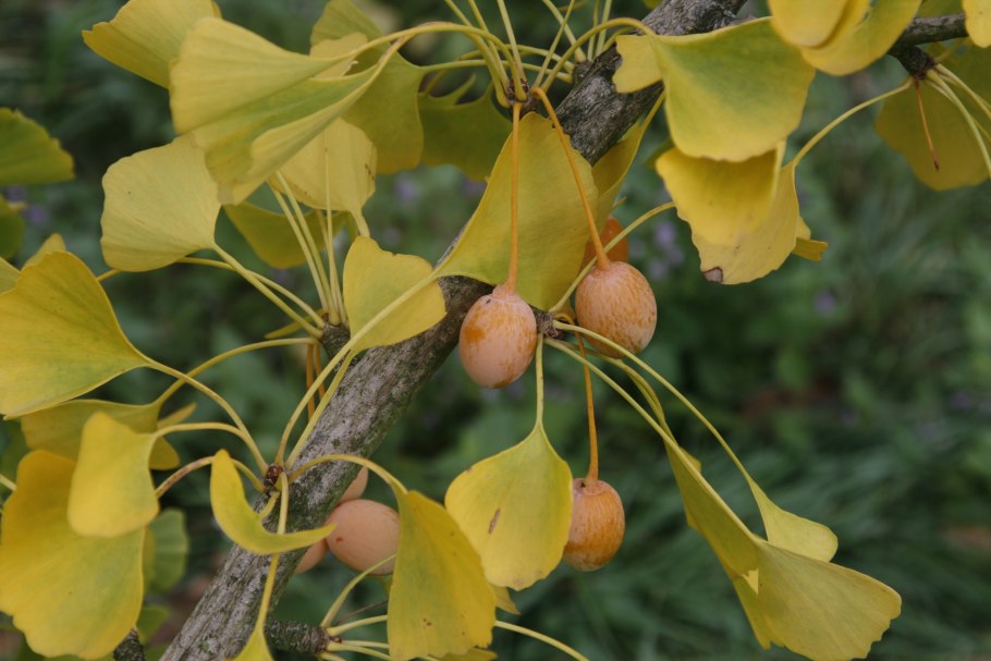 Гинкго билоба листья
