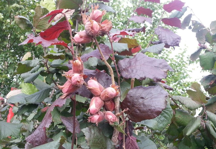 Лещина обыкновенная purpurea