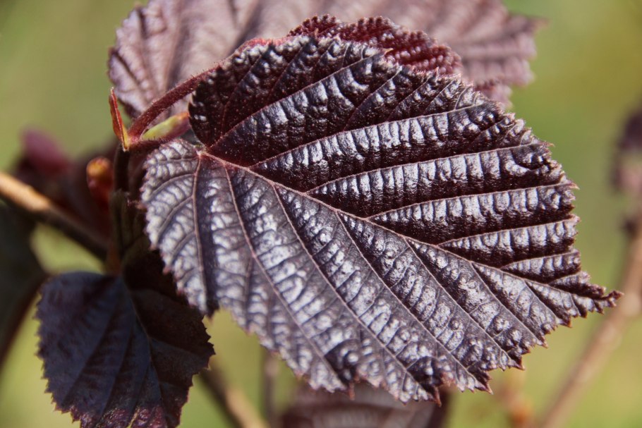 Лещина обыкновенная Atropurpurea