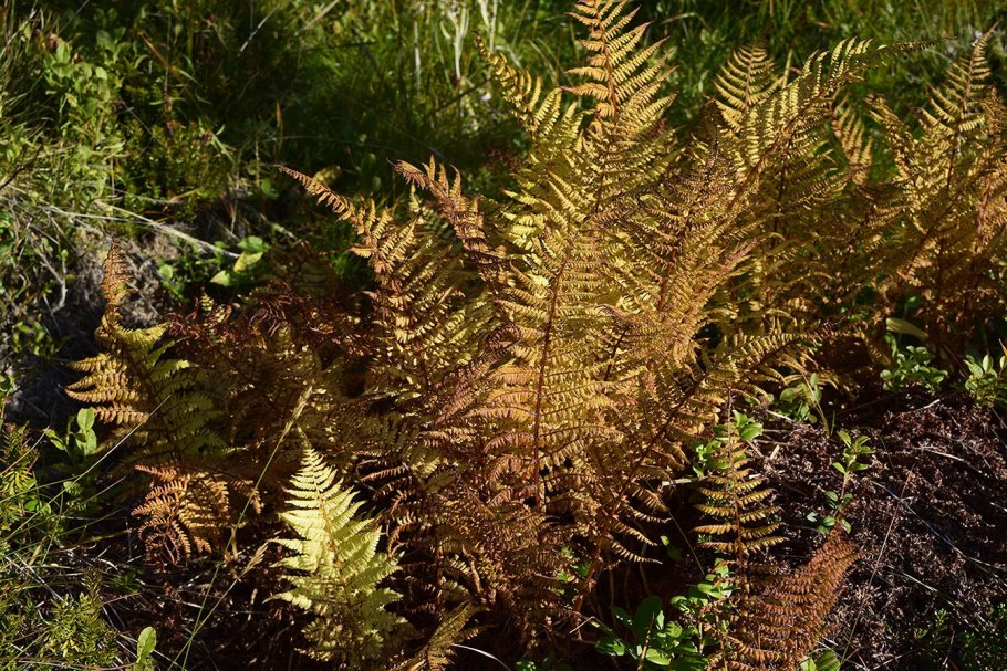 Папоротник Щитовник листья