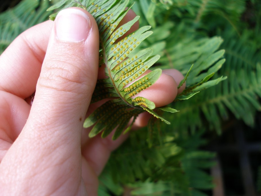 Паук папоротник