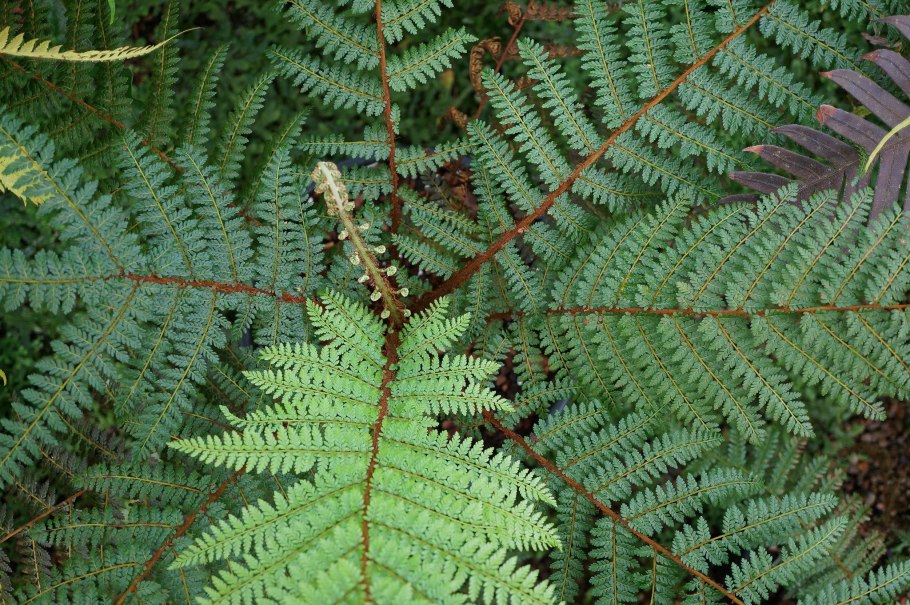 Папоротник на Гавайях