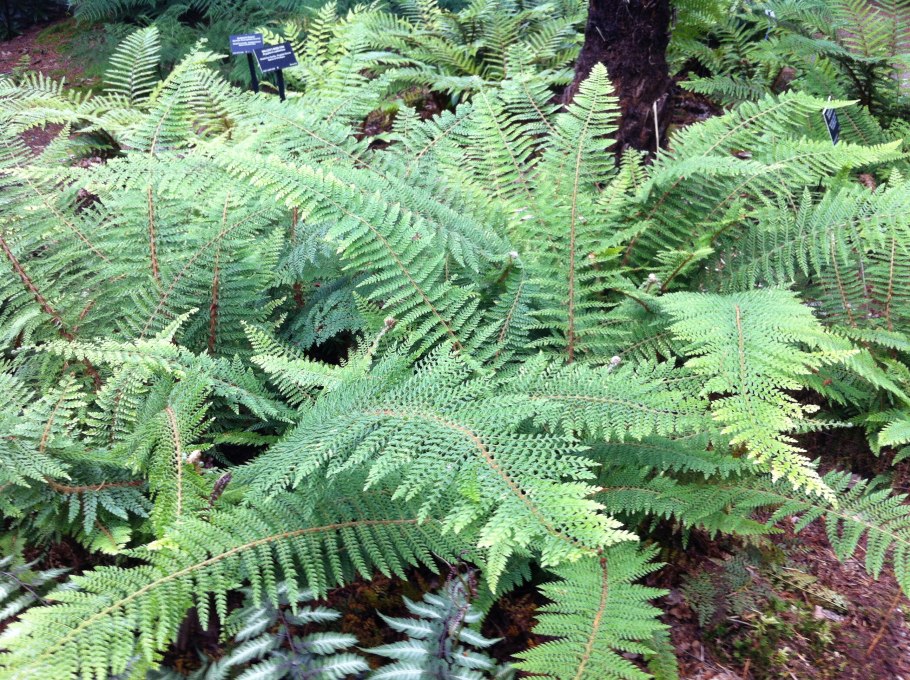 Fork Leaf папоротник