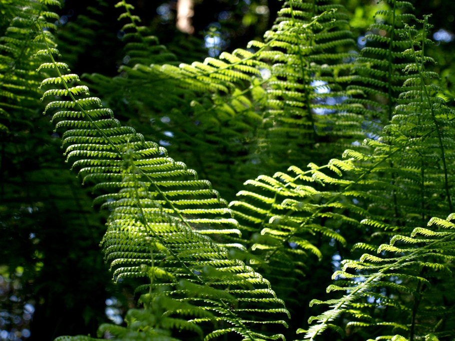 Tiger Fern New Type папоротник