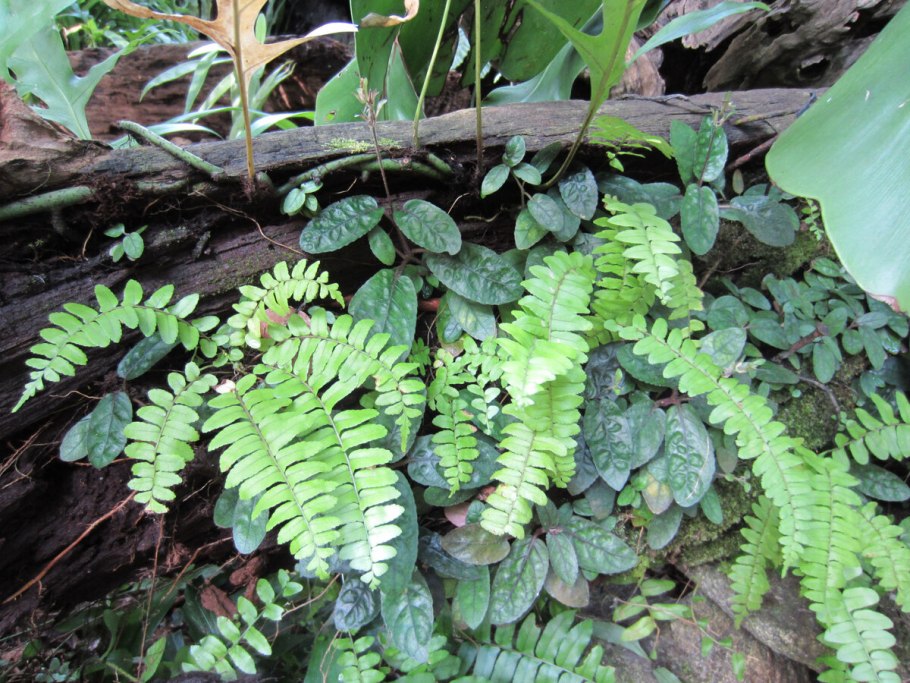 Мараттиевые папоротники