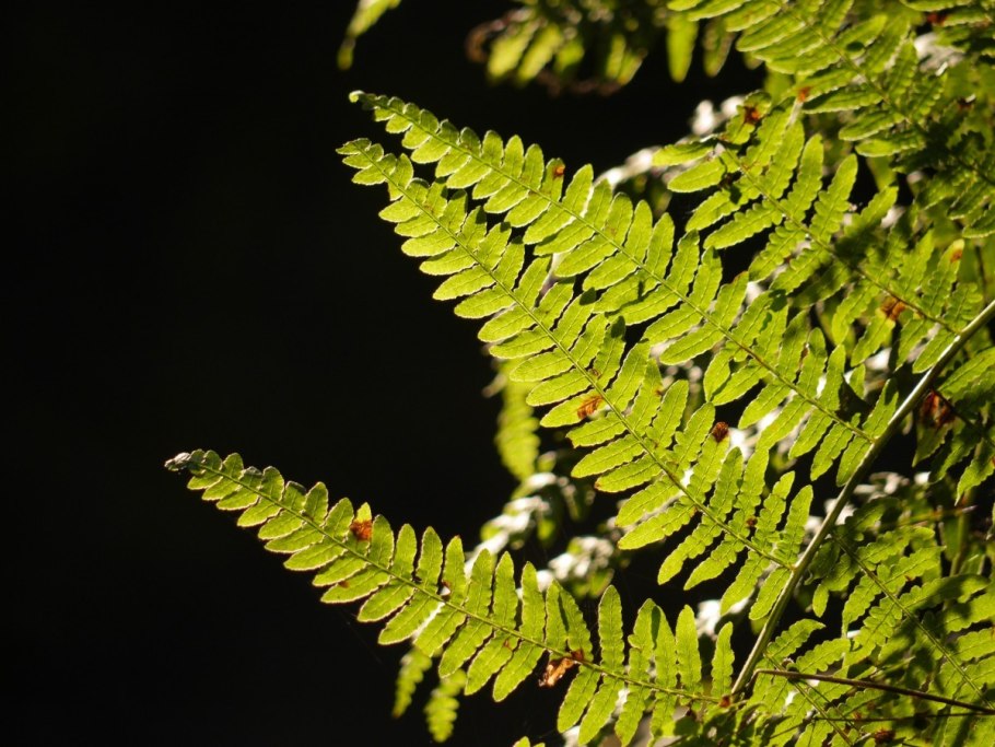 Оноклея Осмунда