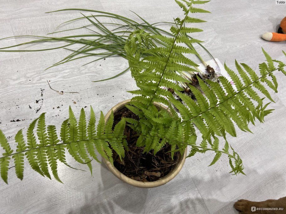 Папоротник орляк гидрофит