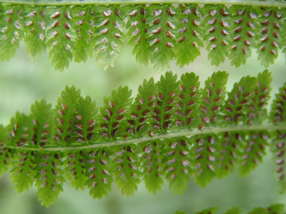 Large Fern