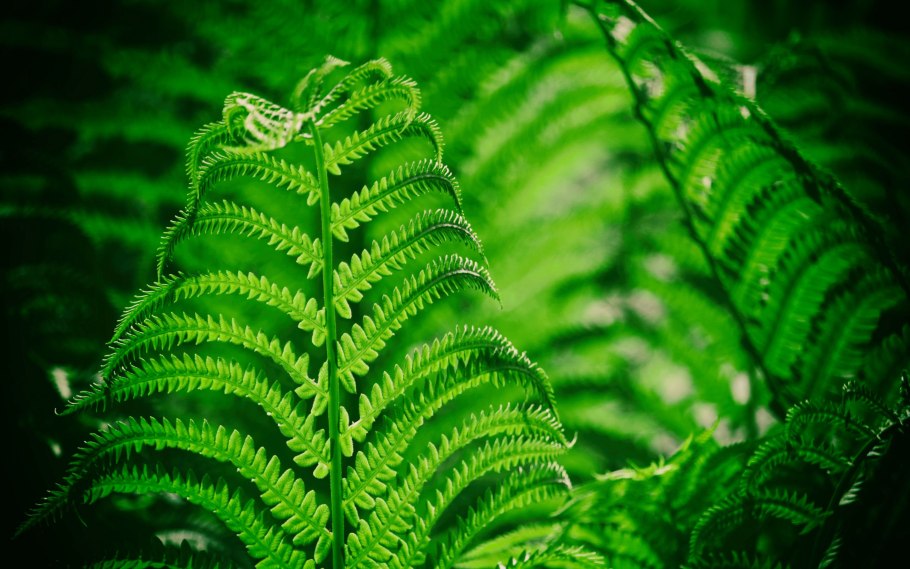 Шишечки папоротника