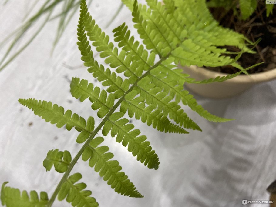 Polystichum Многорядник polyblepharum