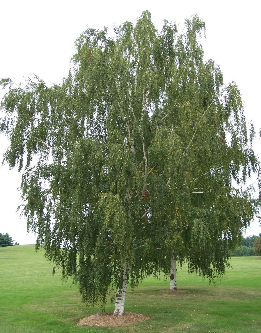 Карликовая береза Сережка