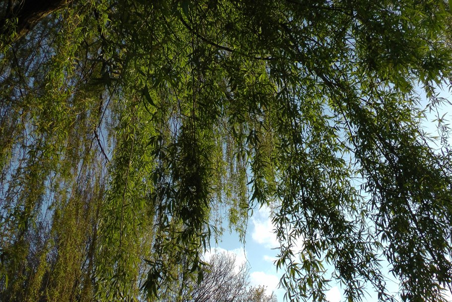 Береза повислая Юнги Betula pendula Youngii