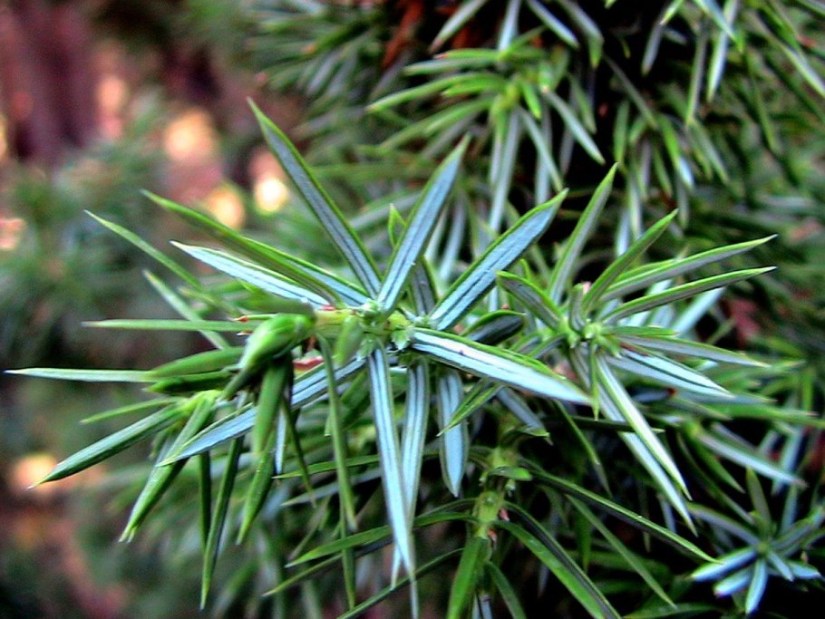 Можжевельник казацкий Juniperus Sabina “Tamariscifolia”